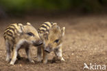 Wild Boar (Sus scrofa)