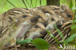 Wild Boar (Sus scrofa)