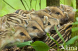 Wild Boar (Sus scrofa)