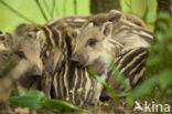 Wild Boar (Sus scrofa)