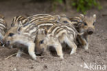 Wild Boar (Sus scrofa)