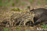 Wild Boar (Sus scrofa)