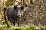 Wild Boar (Sus scrofa)