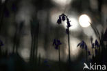 Bluebell (Scilla non-scripta)