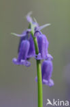 Bluebell (Scilla non-scripta)