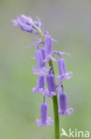 Bluebell (Scilla non-scripta)