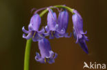 Bluebell (Scilla non-scripta)