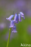 Bluebell (Scilla non-scripta)