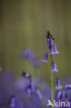 Bluebell (Scilla non-scripta)