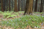 Bluebell (Scilla non-scripta)