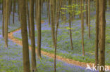 Bluebell (Scilla non-scripta)