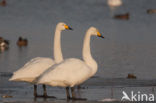 Whooper Swan (Cygnus cygnus)