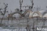 Whooper Swan (Cygnus cygnus)