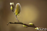 Willow (Salix)