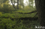 Willow (Salix)