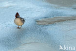 Wintertaling (Anas crecca) 