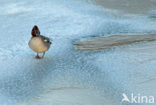 Green-winged Teal (Anas crecca)