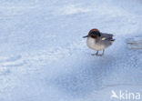 Wintertaling (Anas crecca) 