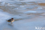 Green-winged Teal (Anas crecca)