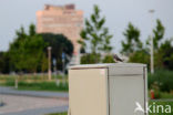 Witte Kwikstaart (Motacilla alba)