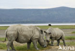 white Rhinoceros