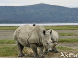 white Rhinoceros