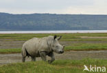 Witte neushoorn