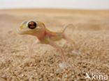 Palmatogecko rangei