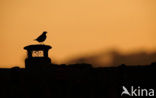 Zanglijster (Turdus philomelos)