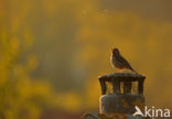 Song Thrush (Turdus philomelos)