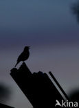 Song Thrush (Turdus philomelos)