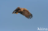 Zeearend (Haliaeetus albicilla)