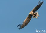 Zeearend (Haliaeetus albicilla)