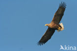 Zeearend (Haliaeetus albicilla)