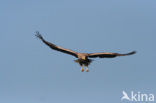 Zeearend (Haliaeetus albicilla)