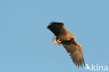 Zeearend (Haliaeetus albicilla)