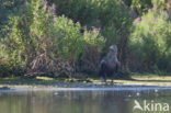 Zeearend (Haliaeetus albicilla)