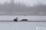 Zeearend (Haliaeetus albicilla)