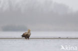 Zeearend (Haliaeetus albicilla)