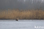 Zeearend (Haliaeetus albicilla)