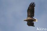 Zeearend (Haliaeetus albicilla)