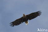 Zeearend (Haliaeetus albicilla)