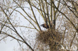 Zeearend (Haliaeetus albicilla)