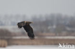 Zeearend (Haliaeetus albicilla)