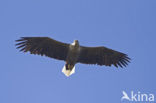 Zeearend (Haliaeetus albicilla)