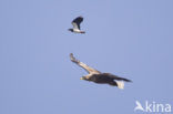 White-tailed Sea Eagle (Haliaeetus albicilla)