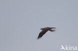 Zeearend (Haliaeetus albicilla)