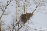 Zeearend (Haliaeetus albicilla)