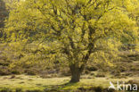 Zomereik (Quercus robur)