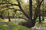 Zomereik (Quercus robur)